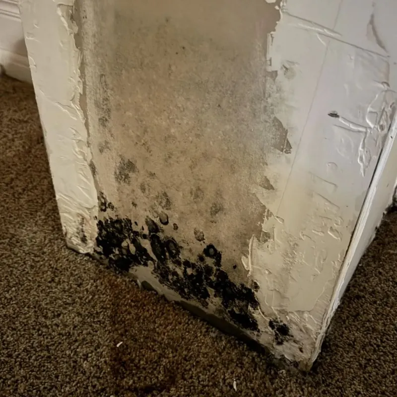 Professional Mold Removal in Hill Air Force Base, UT